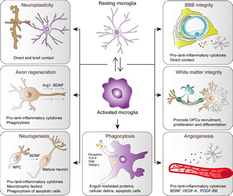 Diverse Functions Of Microglia After Brain Injury Microglia Rapidly