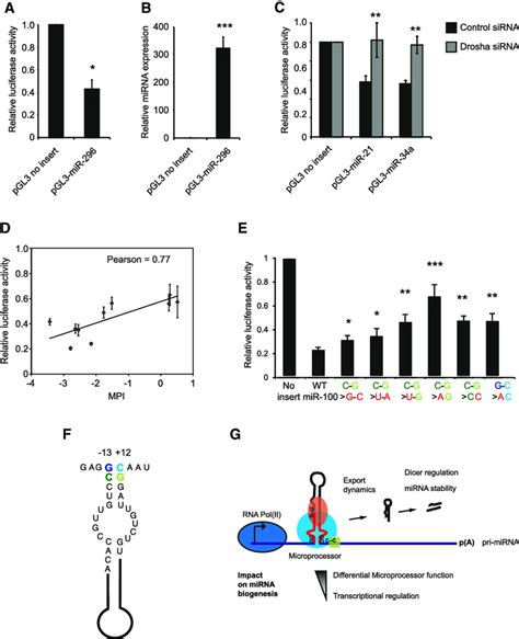 Reporter Validation And Model Reporter Assay Validation Of Pri Mirna