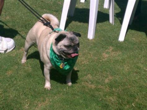 The Good, The Old, and the Ugly - The 17th Annual Ugly Dog Contest
