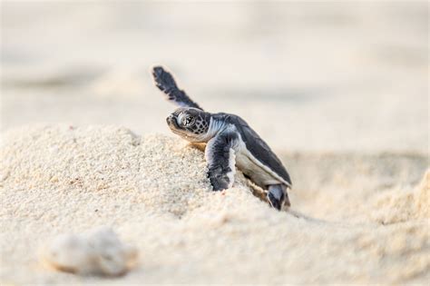 One Great Shot Herculean Hurdles For Tiny Turtles Hakai Magazine