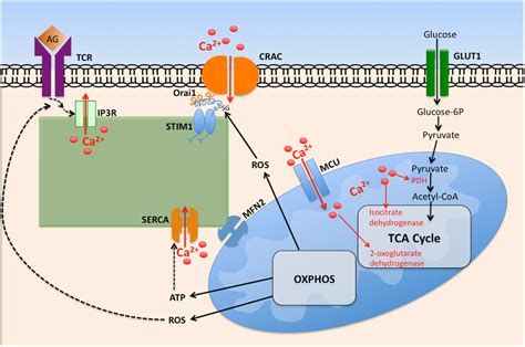 Frontiers Modulation Of T Cell Metabolism And Function Through Calcium Signaling Immunology