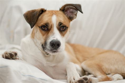 Gambar Alam Anak Anjing Hewan Membelai Muda Binatang Menyusui