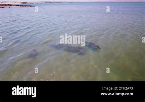 Crocodile Lying In Wait Stock Videos Footage Hd And K Video Clips