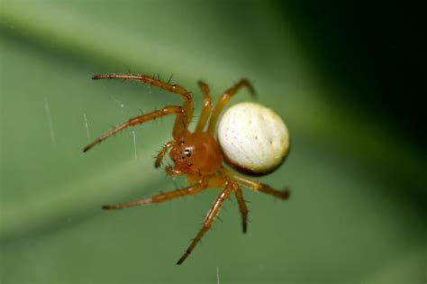 Six Spotted Orbweaver Araniella Displicata Bugguide Net