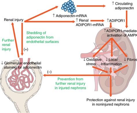 The Proposed Role Of Adiponectin In Renal Pathophysiology And The