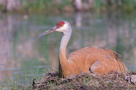 Nesting Sandhill Cranes