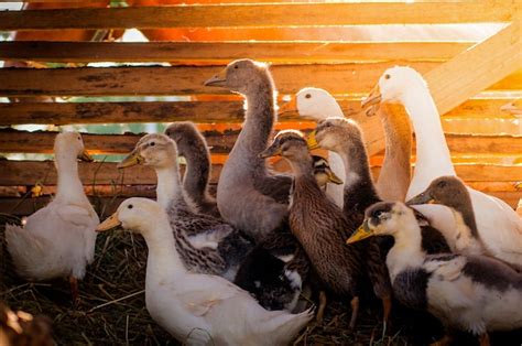 En Una Granja Gansos Y Patos Est N Sentados En Un Granero Los Rayos