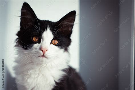 Котенок Stock Photo | Adobe Stock