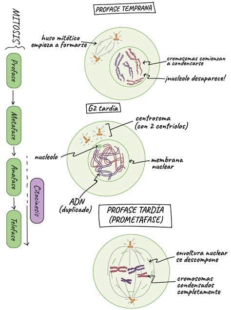 Mitosis Y Meiosis Imagenes Del Proceso Profase Temprana Huso Mit Tico