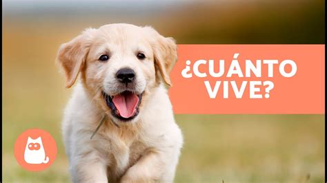 Cu Ntos A Os Vive Un Perro Descubre La Esperanza De Vida De Tu