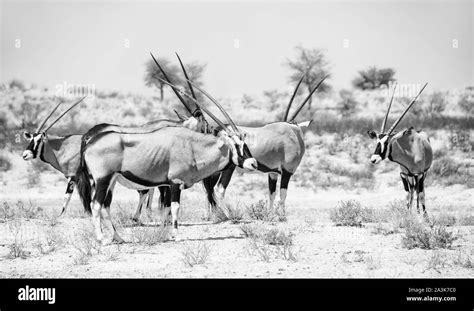 A Group Of Gemsbok Antelope In Southern African Savannah Stock Photo