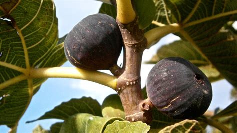 Fotos Gratis Rbol Naturaleza Rama Fruta Hoja Flor Comida