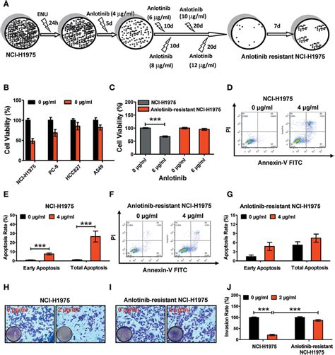 Effect Of Anlotinib Induced Cytotoxicity On Nci H1975 Cells And