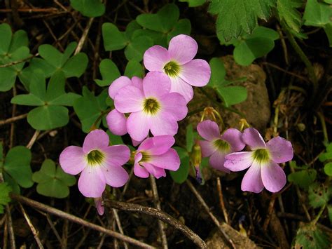 Oxalis Clover Good Luck Plant Lucky Clover Oxalis Shamrock