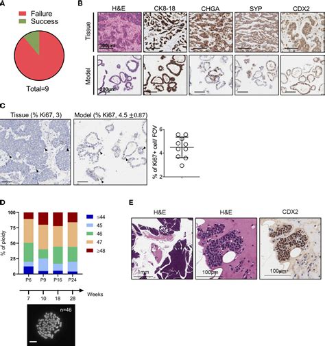 Frontiers Long Term Organoid Culture Of A Small Intestinal