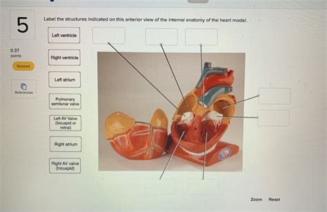 Solved Label The Structures Indicated On This Anterior View