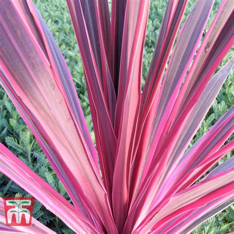 Cordyline Pink Passion Thompson And Morgan