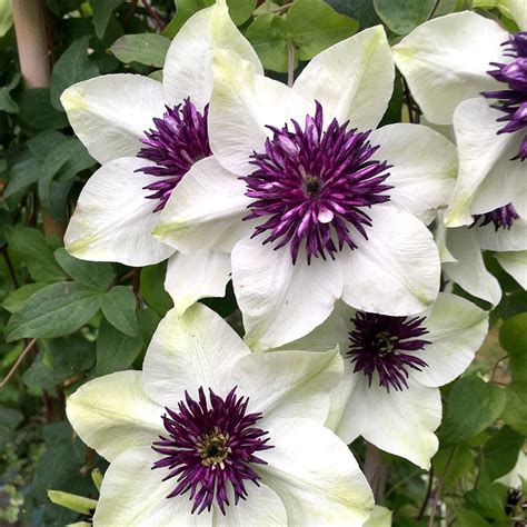 Buy Clematis Group 2 Clematis Florida Var Florida Sieboldiana