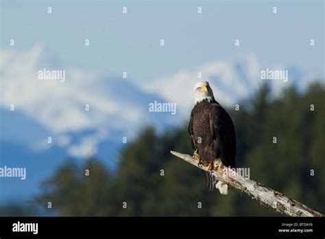 A Bald Eagle Perched In A Hemlock Tree Tongass National Forest And