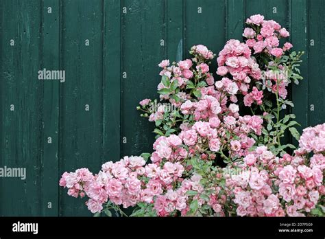 Pink Rose Bushes With Dark Green Wall In Garden Stock Photo Alamy