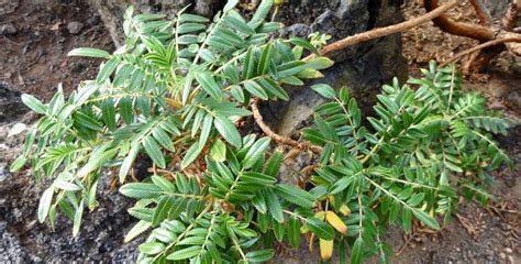 10 Plantas endémicas de Canarias Canarias Confidencial