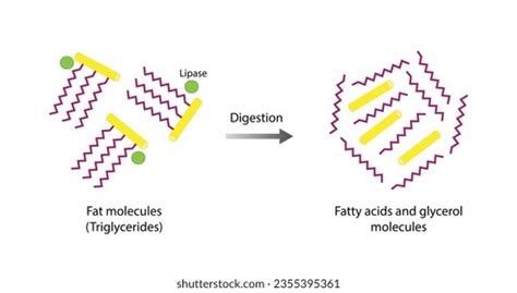 331 Lipid Digestion Images, Stock Photos, 3D objects, & Vectors ...