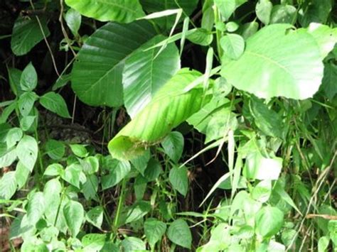 Bird Ecology Study Group, Nature Society (Singapore): Nest of the ...