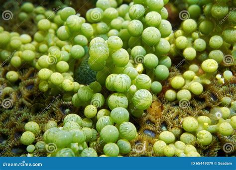 Green Alga Caulerpa Racemosa Sea Grape Underwater Stock Image Image