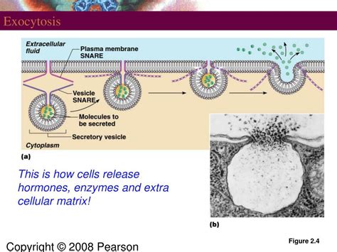 PPT - Chapter 2: Introduction to Cells PowerPoint Presentation, free ...