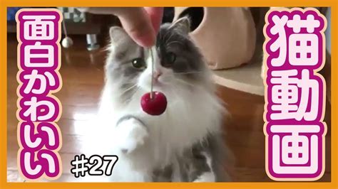 【面白猫動画】可愛くて癒される♪おもしろ猫動画集 27 Youtube