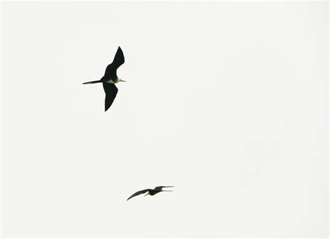 Ave Fragata Magnifica Tijereta Magnificent Frigatebird Flickr