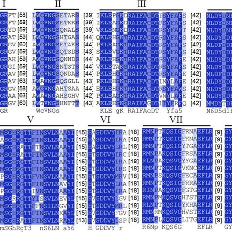 Multiple Alignment Of The Conserved Motifs In Rdrp Sequences Of Scvv 1