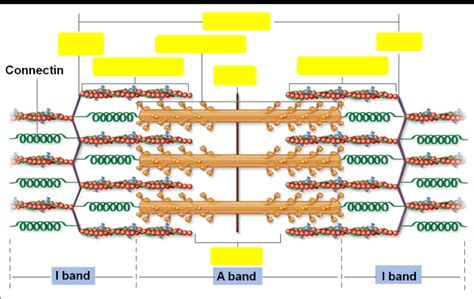 Exercise 12 Components Of A Sarcomere Diagram Quizlet