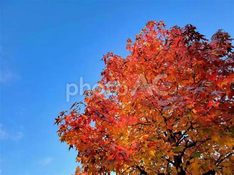 紅葉したモミジバフウと青空 No 25235439｜写真素材なら「写真ac」無料（フリー）ダウンロードok