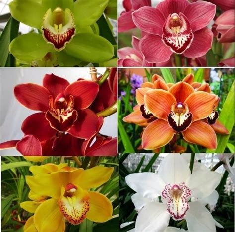 Kit 10 Mudas De Orquidea Cymbidium Lindas Shopee Brasil