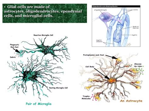 microglia pptx