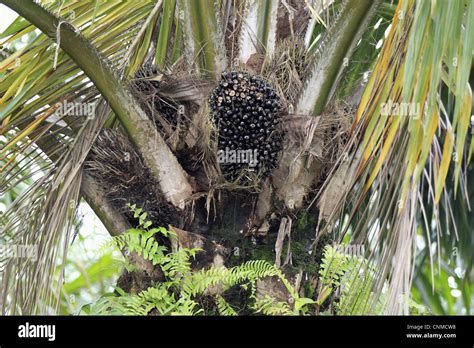 African Oil Palm Elaeis Guineensis Fruit In Tree Labuk Bay Sabah