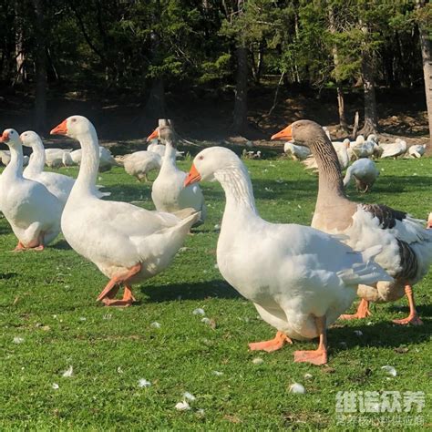 养鸭喂什么粮食？鸭子一天吃多少饲料 知乎