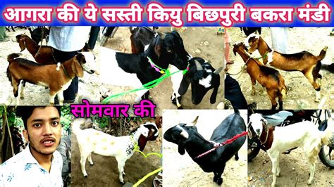 Agra Ki Sab Se Sasti Bakra Mandi Bichpuri Live Update With Pirce August