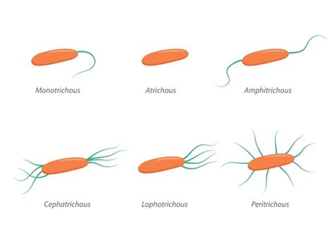 10 Arrangement Bacterial Flagella Images Stock Photos 3D Objects