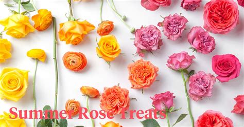 Three New Sensational Summer Roses Thatll Make The Season Even Better