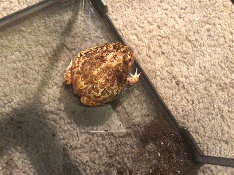 Is My Pacman Frog Fat Or Bloatedfeeding Enclosure Rpacmanfrog