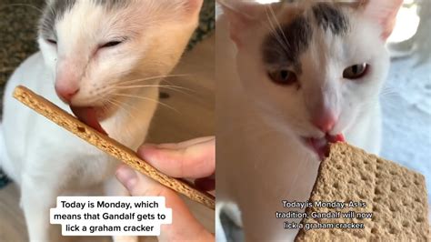 Today Is Monday Which Means That Gandalf Gets To Lick A Graham Cracker