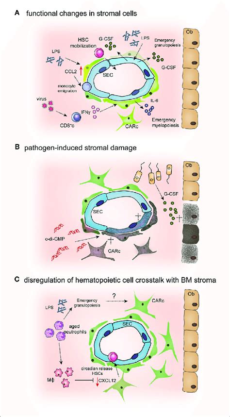 Mechanisms Of Pathogen Induced Alterations In Bone Marrow Bm