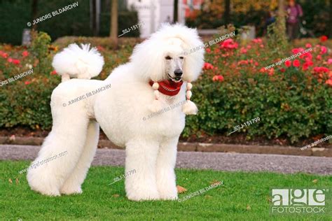 Giant Poodle dog on meadow, Stock Photo, Picture And Rights Managed Image. Pic. SSJ-151799 ...