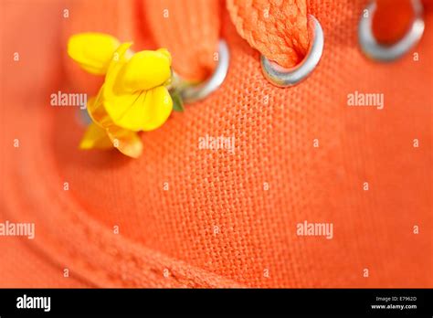 Orange Rock Rose Helianthemum High Resolution Stock Photography And