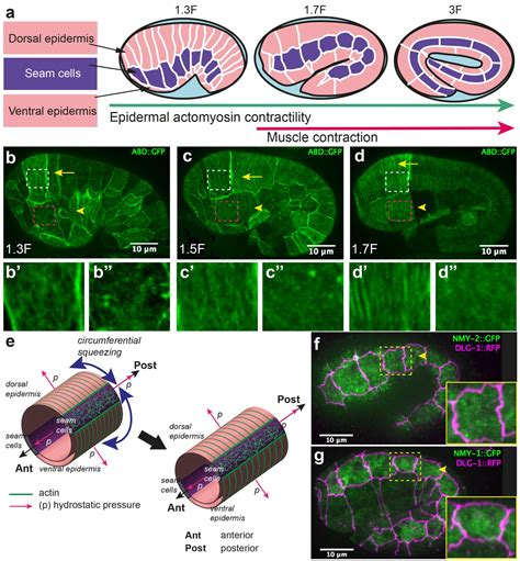 The Interplay Of Stiffness And Force Anisotropies Drives Embryo