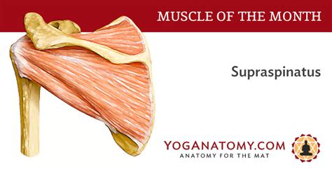 Supraspinatus Rotator Cuff Muscle Yoganatomy