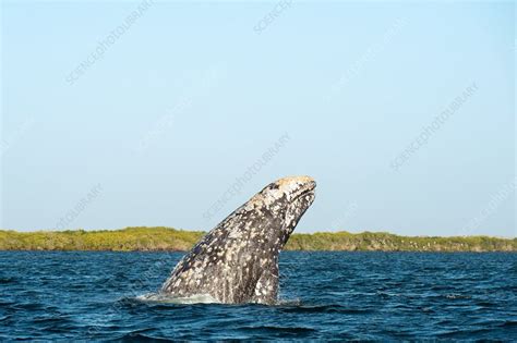 Grey Whale Breaching Stock Image C0364921 Science Photo Library