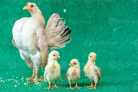 Hens and chicks 13073816 Stock Photo at Vecteezy